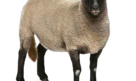 Drysdale Schaf: Eigenschaften, Verwendungen und Rasseinformationen