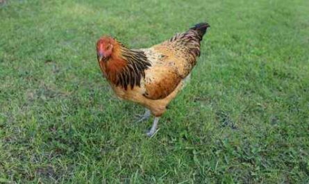 Ostern Egger Hühnerzucht: Geschäftsstartplan für Anfänger
