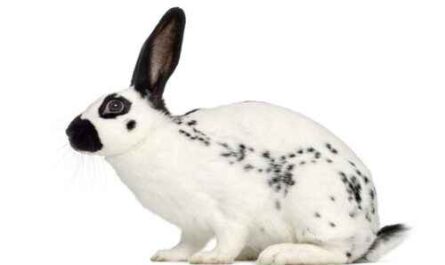 Englisch Spot Kaninchen: Eigenschaften, Verwendungen und vollständige Informationen zur Rasse