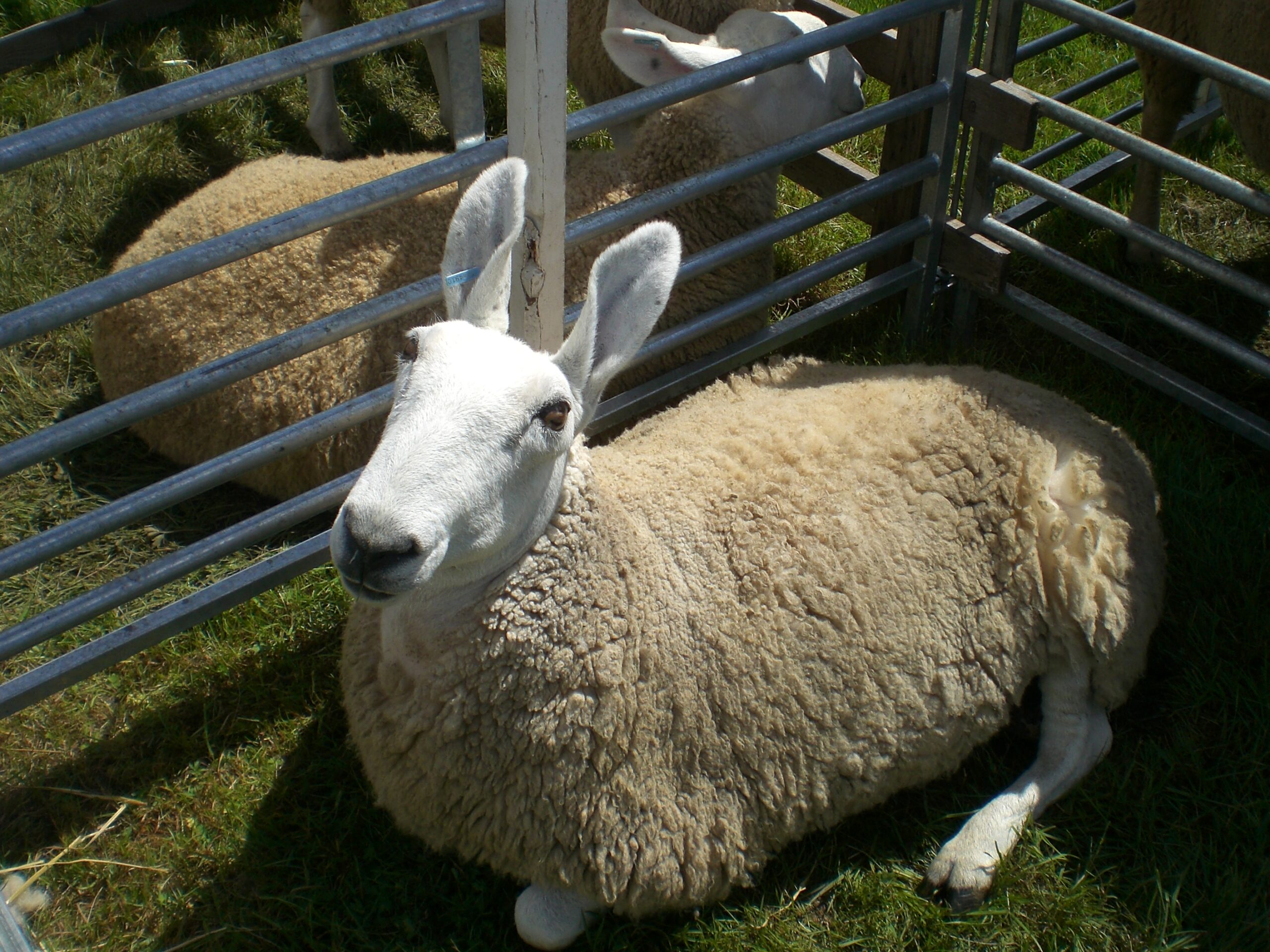 Englisches Leicester-Schaf: Eigenschaften, Verwendungen und Rasseinformationen