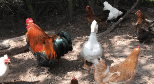 Enten mit Hühnern aufziehen: Profitables Geschäft für Anfänger
