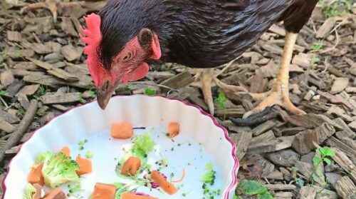 Essgewohnheiten von Hühnern: Was fressen Hühner und Hähne?