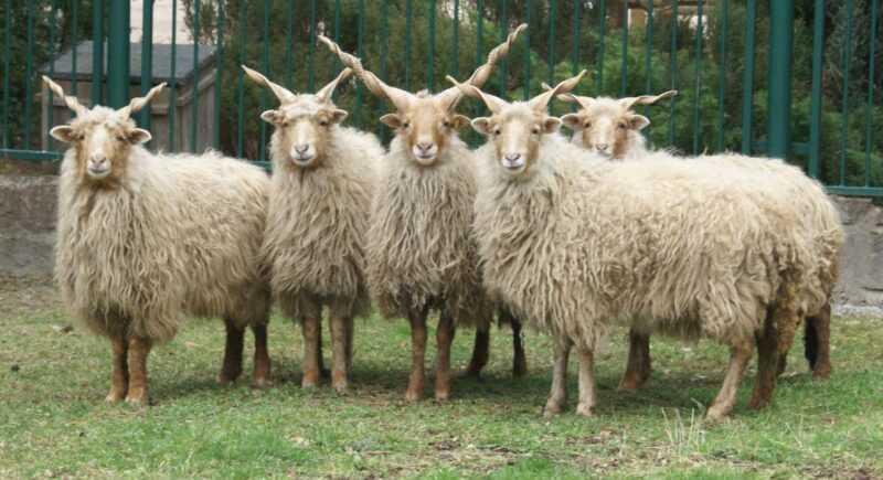 Estnisches Ruhnu-Schaf: Eigenschaften, Verwendungen und Rasseinformationen