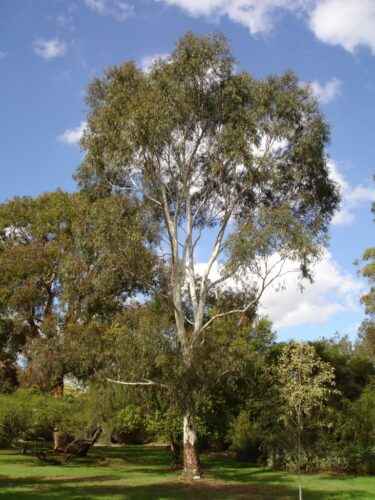 Eukalyptusanbau: Eukalyptusbaumanbau für Anfänger