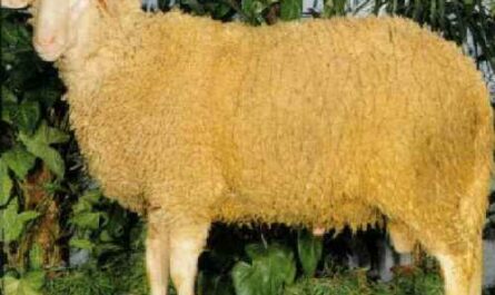 Fabrianese Schaf: Eigenschaften, Herkunft, Verwendungen und Rasseinformationen