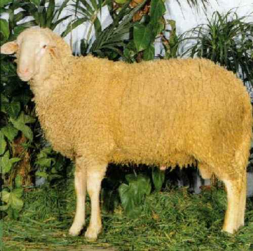 Fabrianese Schaf: Eigenschaften, Herkunft, Verwendungen und Rasseinformationen
