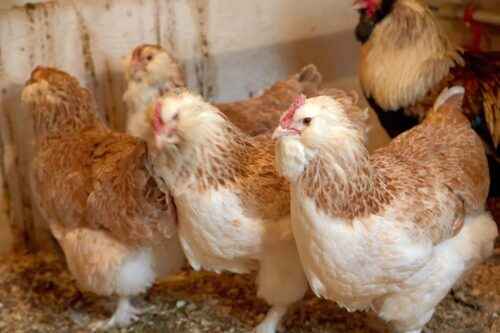 Faverolles Huhn: Eigenschaften, Temperament und Informationen zur vollständigen Rasse