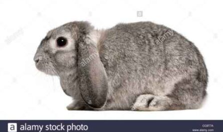 Französisches Lop-Kaninchen: Eigenschaften, Verwendungen und vollständige Informationen zur Rasse