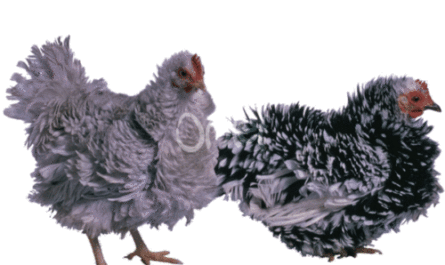 Frizzle Hühnerzucht: Geschäftsstartplan für Anfänger