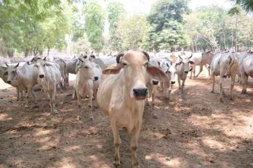 Gangatiri-Rinder: Eigenschaften, Verwendungen und Rasseinformationen