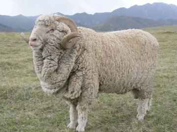 Gansu Alpine Feine Wolle Schafe: Eigenschaften & Rasseinformationen