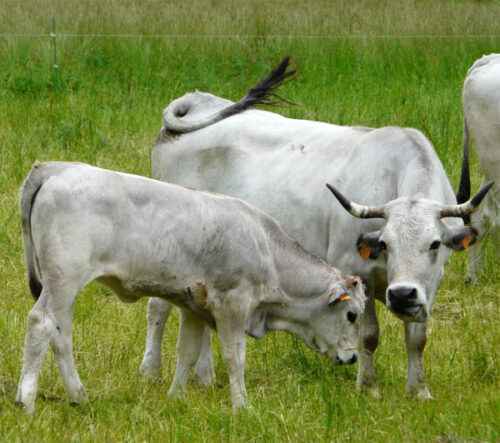 Gascon-Rinder: Eigenschaften, Verwendungen und Rasseinformationen