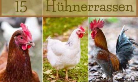 Geflügelrassen: Verschiedene Hühnerrassen für die Landwirtschaft