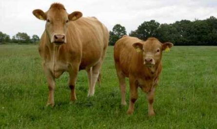 Gelbvieh-Rinder: Eigenschaften, Verwendungen und Rasseinformationen