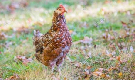 Gesprenkelte Sussex Hühner: Eigenschaften, Temperament und Informationen zur vollständigen Rasse