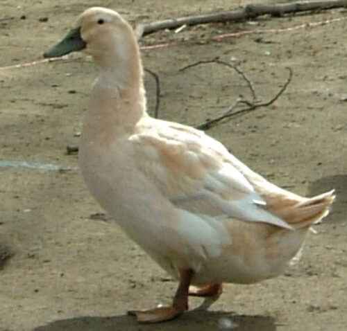 Goldene Kaskade Ente: Eigenschaften, Verwendungen und vollständige Informationen zur Rasse