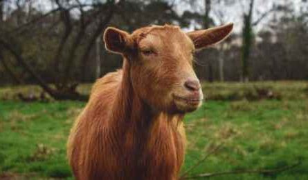 Golden Guernsey Ziege: Eigenschaften, Verwendungen und vollständige Informationen zur Rasse