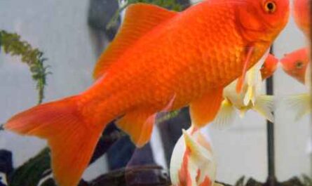 Goldfisch: Eigenschaften, Zucht, Herkunft, Verwendung und Lebensdauer