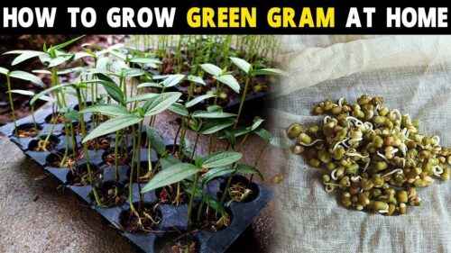 Wachsendes grünes Gramm: Moong Dal Farming für Anfänger