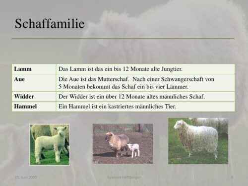 Guirra-Schaf: Eigenschaften, Herkunft, Verwendungen und Rasseinformationen