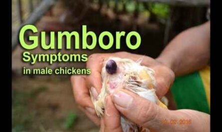 Gumboro-Krankheit: Wie man Krankheiten kontrolliert und Geflügel rettet