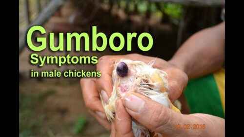Gumboro-Krankheit: Wie man Krankheiten kontrolliert und Geflügel rettet