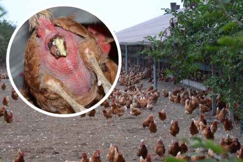 Hennen zum Eierlegen ausbilden: So trainieren Sie Ihre Hennen zum Eierlegen