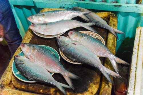 Hilsa-Fisch: Eine sehr kostbare Fischart in Bangladesch und Südasien