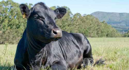 Holland-Argentinien Rinder: Merkmale & Rasseinformationen