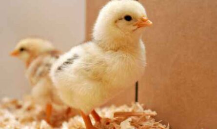 Hühner von Eintagsküken aufziehen: Wie man Babyküken aufzieht