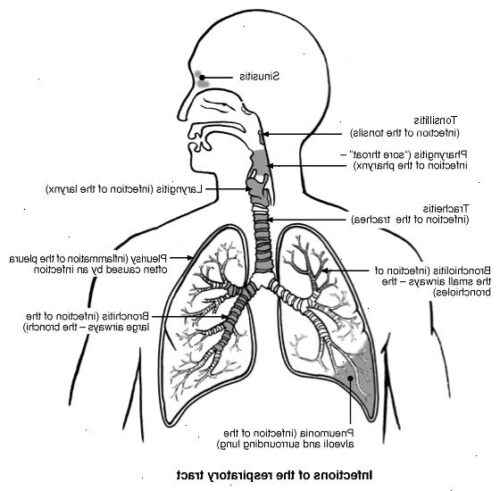 Infektionen der oberen Atemwege bei Ziegen: Anzeichen und Symptome