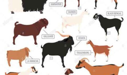 Jamunapari-Ziege: Eigenschaften, Fütterung, Zucht, Pflege