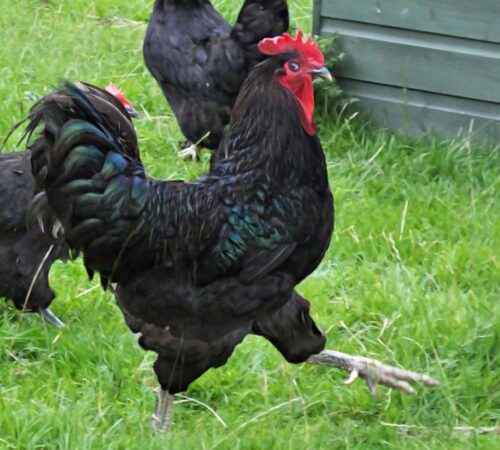 Jersey Riesen Hühnerzucht: Geschäftsstartplan für Anfänger