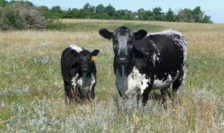 Kanadische Speckle Park Rinderzucht: Geschäftsstartplan