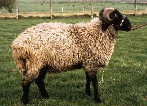 Karakul-Schafe: Eigenschaften, Herkunft, Verwendungen und Rasseinformationen