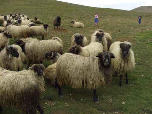 Karayaka-Schafe: Eigenschaften, Herkunft, Verwendungen und Rasseinformationen