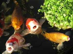 Karpfenfisch: Eigenschaften, Fütterung, Zucht und vollständige Informationen