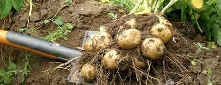 Kartoffeln anbauen: Bio-Kartoffelanbau im Hausgarten