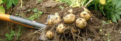 Kartoffeln anbauen: Bio-Kartoffelanbau im Hausgarten