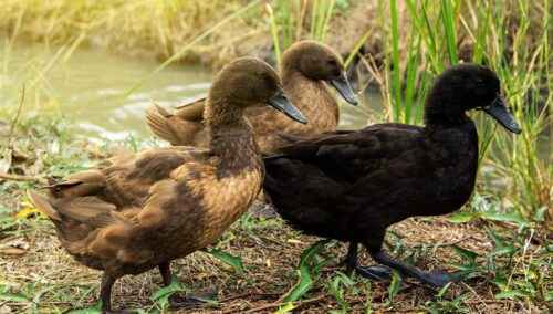 Khaki Campbell Ducks aufziehen: Vollständige Anleitung für Anfänger