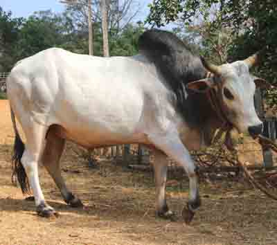 Kherigarh-Rinder: Merkmale und vollständige Rasseinformationen