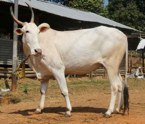 Khillari-Rinder: Merkmale und vollständige Rasseinformationen