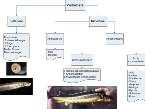 Klassifizierung von Fischen: Wissenschaftliche Klassifizierung von Fischen