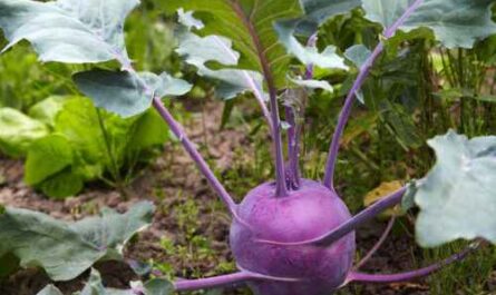 Kohlrabi anbauen: Bio-Kohlrabi-Anbau im Hausgarten