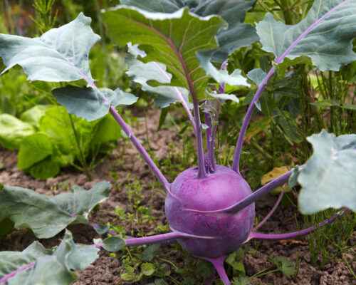 Kohlrabi anbauen: Bio-Kohlrabi-Anbau im Hausgarten