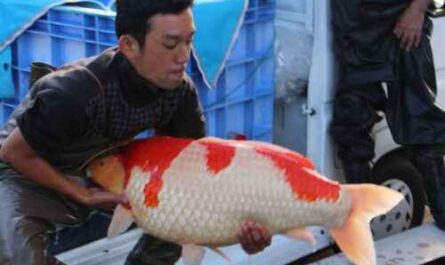 Koi-Fischzucht: Profitables Produktionsgeschäft für Kletterbarsche