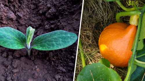 Kürbisse anbauen: Bio-Kürbisanbau im Hausgarten