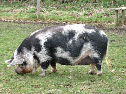 Kunekune-Schwein: Eigenschaften, Herkunft & Rasseinformationen