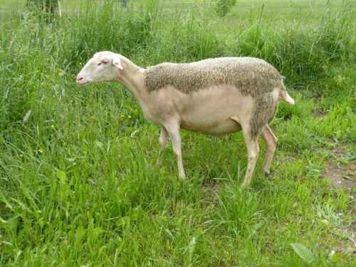 Lacaune Schaf: Eigenschaften, Herkunft, Verwendung und Rasseinformationen