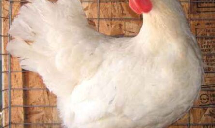 Lamona-Huhn: Eigenschaften, Temperament und Informationen zur vollständigen Rasse